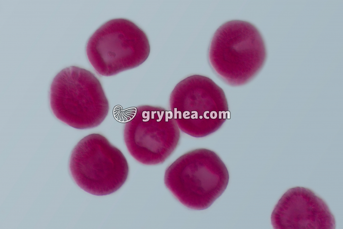 Oursin - embryologie - stade éclosion de la blastula x100 - gryphea.com